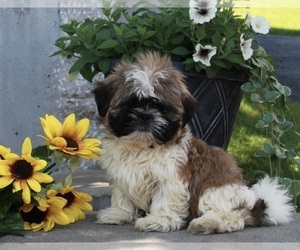 Shih Tzu Puppy for sale in FREDERICKSBURG, OH, USA