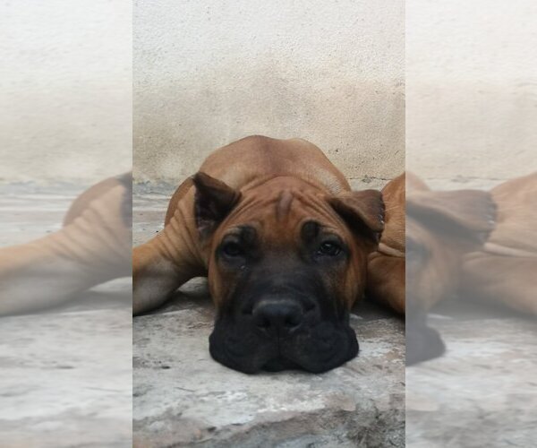 Medium Photo #4 Presa Canario Puppy For Sale in Pancevo, Vojvodina, Serbia