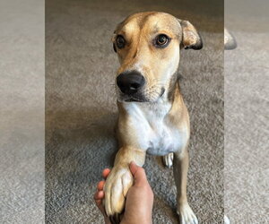 Mountain Cur-Unknown Mix Dogs for adoption in San Diego, CA, USA