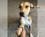 Small Mountain Cur Mix