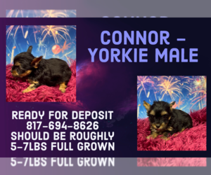 Yorkshire Terrier Puppy for sale in AZLE, TX, USA
