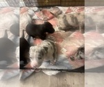 Small Photo #10 American Pit Bull Terrier Puppy For Sale in VANCOUVER, WA, USA