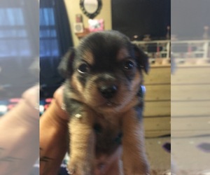 Chorkie Puppy for sale in ESSIG, MN, USA