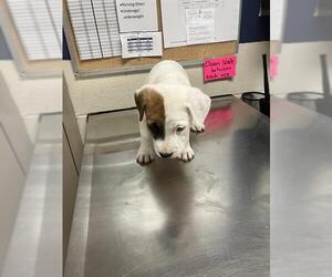 Mutt Dogs for adoption in Conroe, TX, USA