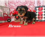 Small #11 Yorkshire Terrier