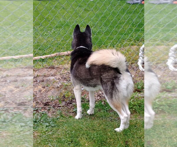 Medium Photo #2 - Mix Puppy For Sale in Aurora, IN, USA