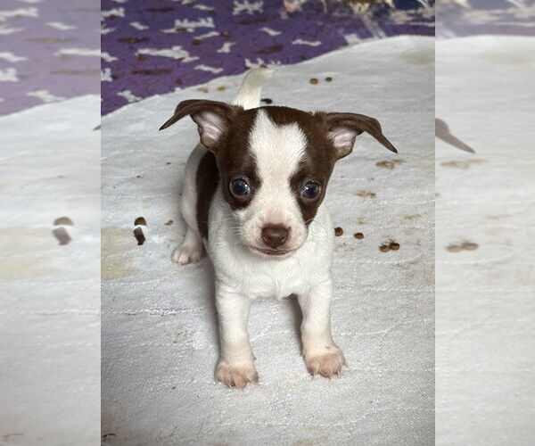 Medium Photo #3 Fox Terrier (Toy) Puppy For Sale in Bolivar, MO, USA