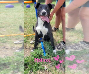 American Staffordshire Terrier-Bull Terrier Mix Dogs for adoption in Monte Vista, CO, USA