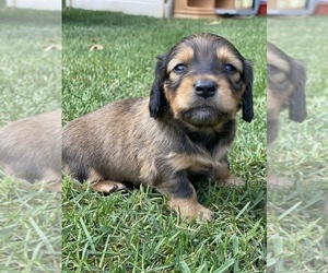 Dachshund Puppy for sale in GERMANTOWN HILLS, IL, USA