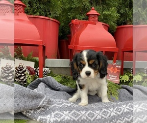 Cavalier King Charles Spaniel Puppy for sale in FAIRLAND, IN, USA