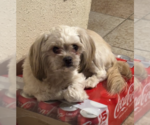 Small Shih Tzu Mix