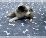Small Photo #5 Miniature Australian Shepherd Puppy For Sale in SALISBURY, NC, USA