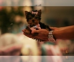 Small #14 Yorkshire Terrier