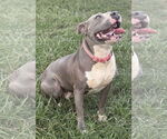 Small #2 American Pit Bull Terrier Mix