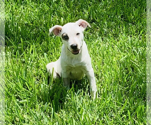 Medium Photo #8 Mutt Puppy For Sale in Naples, FL, USA