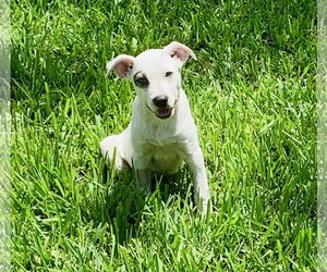 Flop - Male Mutt Dog for Adoption - Photo #8