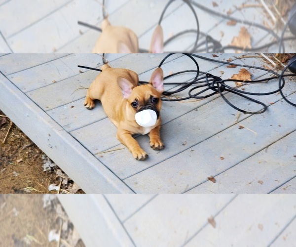 Medium Photo #7 French Bulldog Puppy For Sale in MARYVILLE, TN, USA