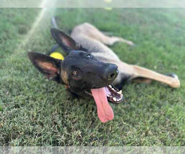 Medium Photo #1 Mutt Puppy For Sale in Imlay City, MI, USA