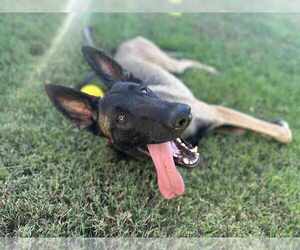 Mutt Dogs for adoption in Imlay City, MI, USA