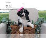 Puppy Mocha Bordoodle