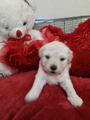 Maltipoo Puppy for sale in SPRING, TX, USA