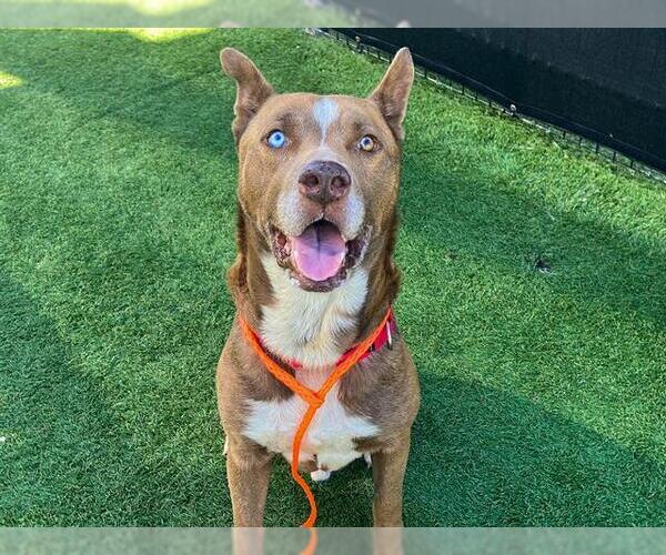 Medium Photo #2 Siberian Husky-Unknown Mix Puppy For Sale in Orange, CA, USA