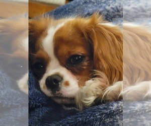 Mother of the Cavalier King Charles Spaniel puppies born on 12/26/2022