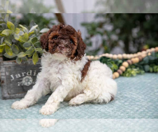 Medium Photo #1 Poodle (Miniature) Puppy For Sale in FARWELL, MI, USA