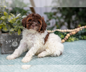 Medium Poodle (Miniature)