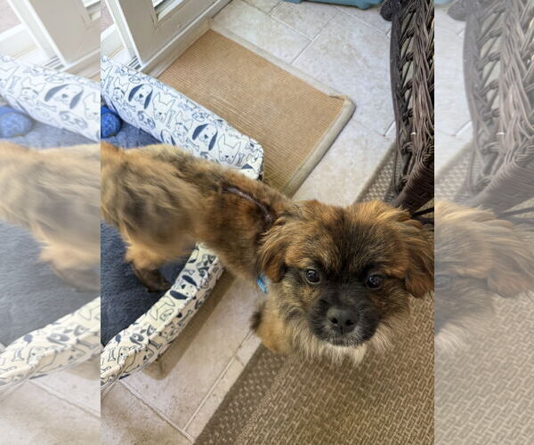 Medium Photo #9 Pekingese-Unknown Mix Puppy For Sale in East Derry, NH, USA