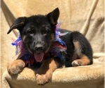 Small Photo #10 German Shepherd Dog Puppy For Sale in EAST EARL, PA, USA