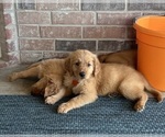 Puppy Orange Girl Golden Retriever