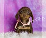 Small Photo #38 Dachshund Puppy For Sale in WARSAW, IN, USA
