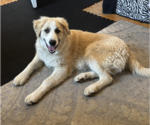 Small #1 Great Pyrenees Mix