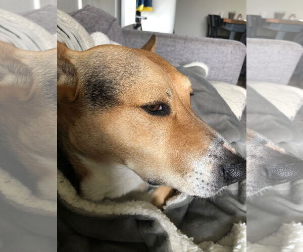 Medium Photo #3 German Shepherd Dog-Unknown Mix Puppy For Sale in Dana Point, CA, USA