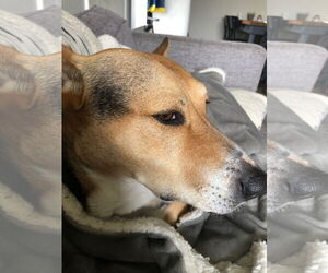 Scout - Female German Shepherd Dog-Unknown Mix Dog for Adoption - Photo #3