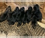Image preview for Ad Listing. Nickname: Litter of 6