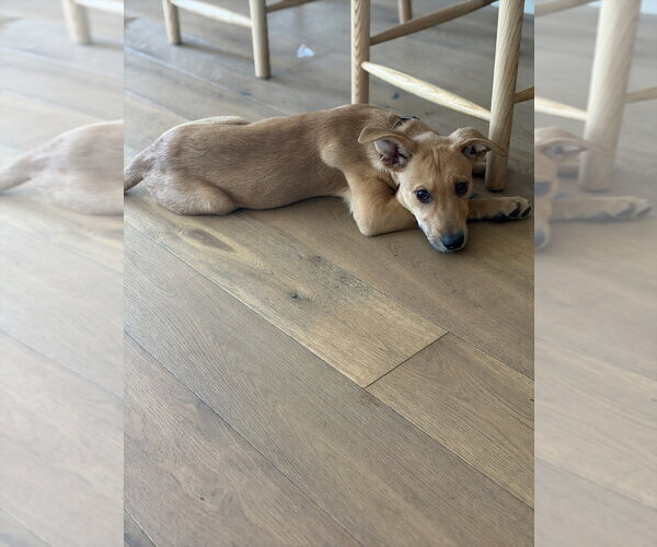 Medium Photo #2 Mutt Puppy For Sale in Dana Point, CA, USA