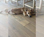Small #1 Mutt