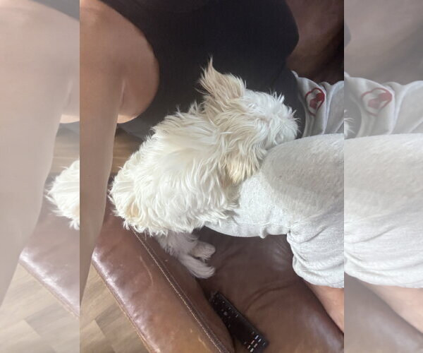 Medium Photo #3 Maltese-Unknown Mix Puppy For Sale in Valrico, FL, USA