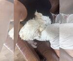 Small #2 Maltese Mix