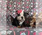 Small Photo #4 English Bulldog Puppy For Sale in COCHRANVILLE, PA, USA