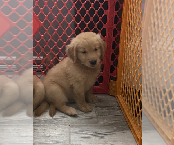 Medium Photo #2 Golden Retriever Puppy For Sale in DIAMOND, CA, USA