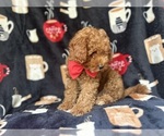 Small #1 Cavapoo