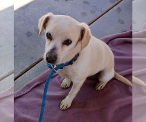 Gandalf - - Male Cheagle Dog for Adoption - Photo #3