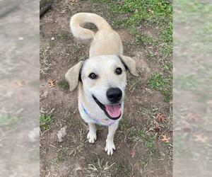 Golden Retriever-Unknown Mix Dogs for adoption in Tulsa, OK, USA