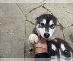 Small #5 Alaskan Malamute