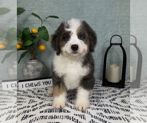 Miniature Bernedoodle Puppy for sale in FRANKLIN, IN, USA