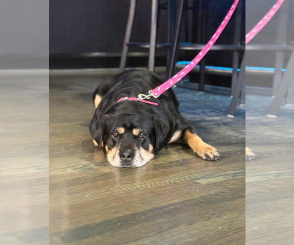 Medium Photo #3 Rottweiler-Unknown Mix Puppy For Sale in Holly Springs, NC, USA