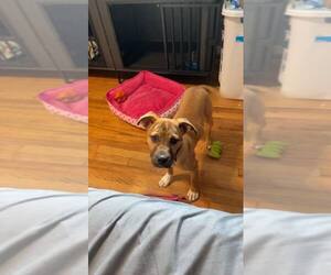 Mutt Dogs for adoption in Woodbury, NY, USA